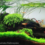 Stream - Aqua Plants Hub
