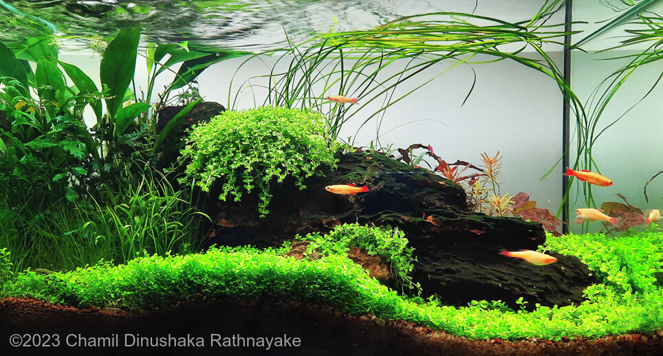 Stream - Aqua Plants Hub