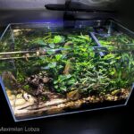 Max’es Nano - Aqua Plants Hub