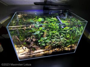 Max’es Nano - Aqua Plants Hub