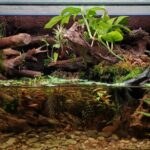 Subtle Beauty Underfoot - Aqua Plants Hub
