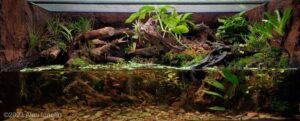 Subtle Beauty Underfoot - Aqua Plants Hub