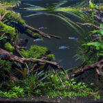 ...till death do us part. - …till death do us part. - Aqua Plants Hub