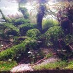 Into the Jungle - Aqua Plants Hub