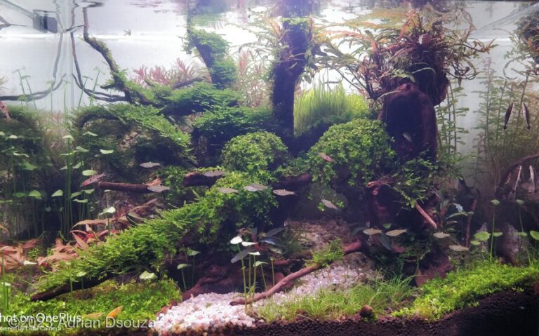 Into the Jungle