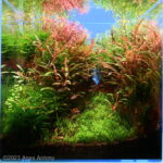 Vibrance - Aqua Plants Hub