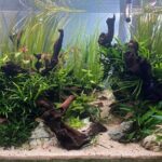 The uprising - Aqua Plants Hub