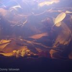 Rawa Hitam Sebangau - Aqua Plants Hub