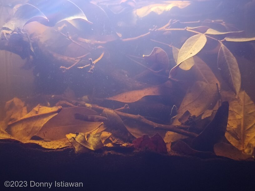 Rawa Hitam Sebangau - Aqua Plants Hub