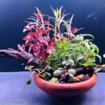 red zone - Aqua Plants Hub