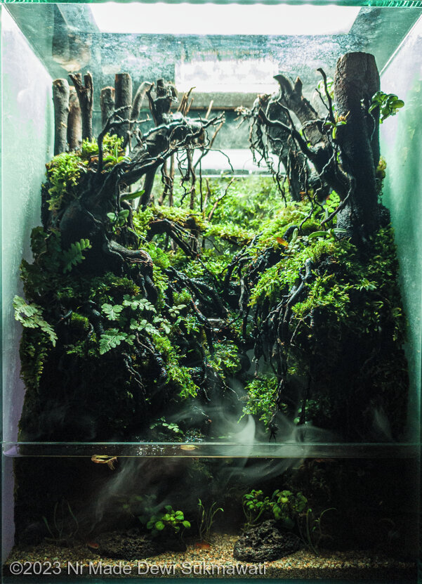 Ungasan Valley - Aqua Plants Hub