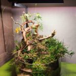 Solace underwater - Aqua Plants Hub