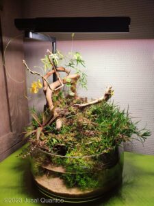 Solace underwater - Aqua Plants Hub