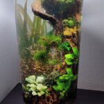 Resilience - Resilience (AGA 2023 #714) - Aqua Plants Hub