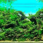 Audacity - Aqua Plants Hub