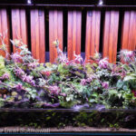The Monk - Aqua Plants Hub