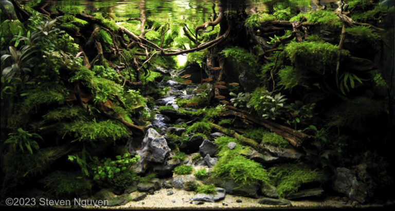 Through The Forest