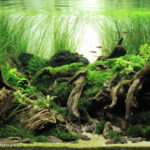 Relax - Aqua Plants Hub