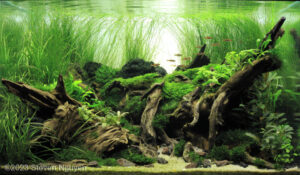 Relax - Aqua Plants Hub