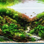 Crossing borders - Aqua Plants Hub