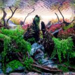 Split Serenity - Split Serenity (AGA 2023 #725) - Aqua Plants Hub