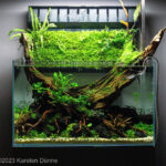 Mosswaterfall - Aqua Plants Hub