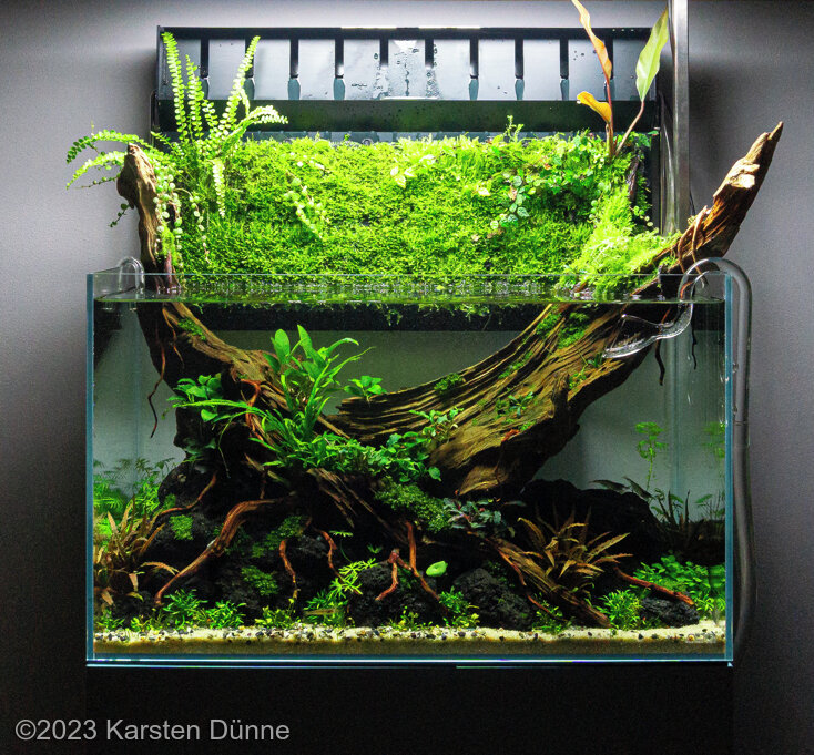 Mosswaterfall - Aqua Plants Hub