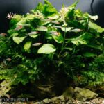 Byalan - Aqua Plants Hub