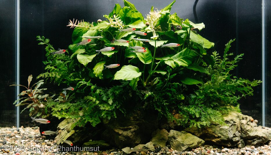 Byalan - Aqua Plants Hub