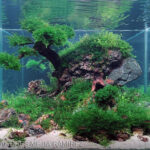 Portuguese Legacy - Aqua Plants Hub