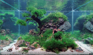 Portuguese Legacy - Aqua Plants Hub