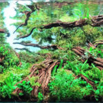 Canopy Serenity - Aqua Plants Hub