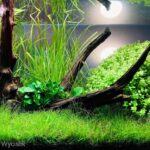 The Calm - Aqua Plants Hub