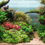 Sendero Estival - Aqua Plants Hub