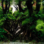 Mangrove - Aqua Plants Hub