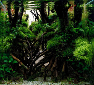 Mangrove - Aqua Plants Hub