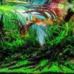 Nature Unleashed - Aqua Plants Hub