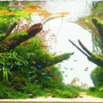 Stay Awhile - Aqua Plants Hub