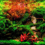 Jumping Off Point - Aqua Plants Hub