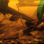 Flood is coming! Small igarape near Barcelos, Rio Negro, Brazil - Aqua Plants Hub