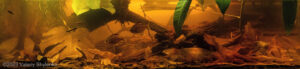 Flood is coming! Small igarape near Barcelos, Rio Negro, Brazil - Aqua Plants Hub