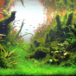 Forest Bend - Aqua Plants Hub