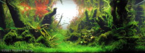 Forest Bend - Aqua Plants Hub