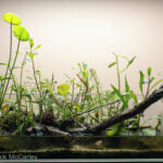 Conestee, South Carolina - Aqua Plants Hub