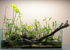 Conestee, South Carolina - Aqua Plants Hub
