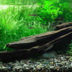 Based World Paradise - Aqua Plants Hub