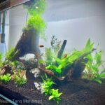 Caved - Aqua Plants Hub