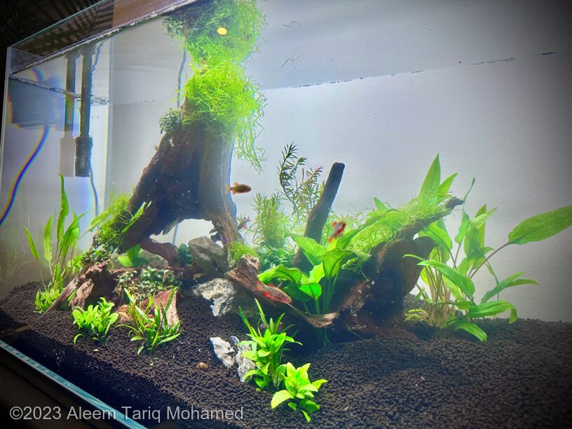 Caved - Aqua Plants Hub