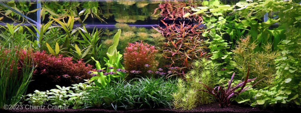 Here & Now - Aqua Plants Hub