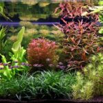 Here & Now - Aqua Plants Hub